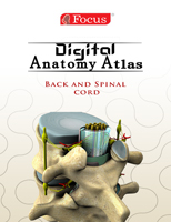 .Back and Spinal Cord - Digital Anatomy Atlas.