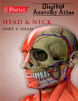 .Head and Neck - Digital Anatomy Atlas.
