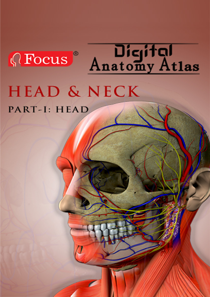 Head and Neck - Digital Anatomy Atlas